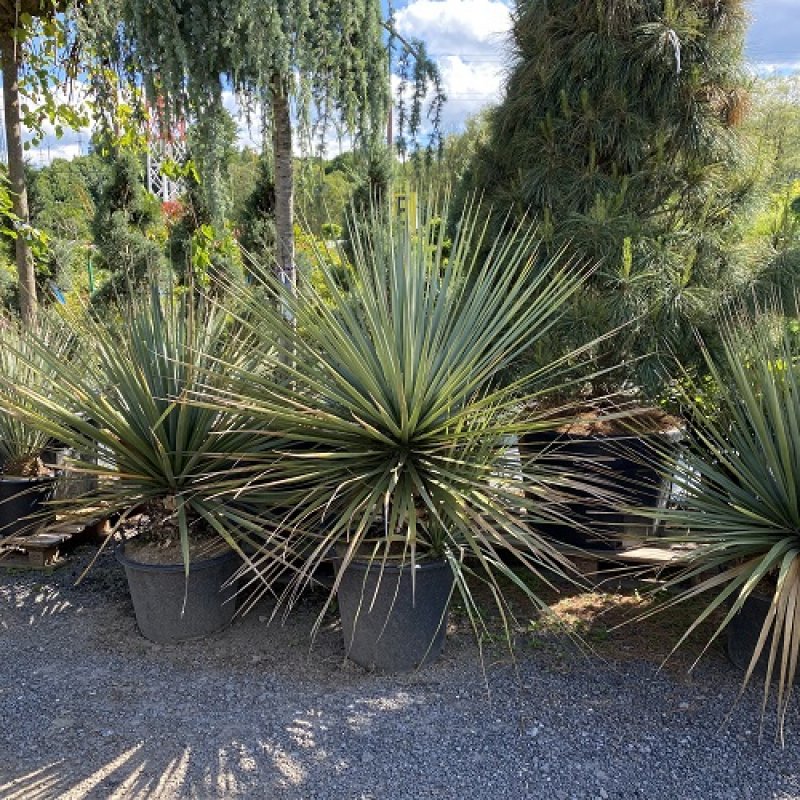 Nolina nelsonii (Nolina neslonova) -  kont. C70L, výška: 90-110cm (-16°C)